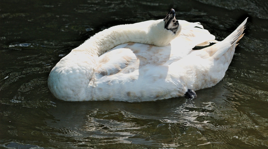 Mute swan juvenile in the River Ver, scratching its back?