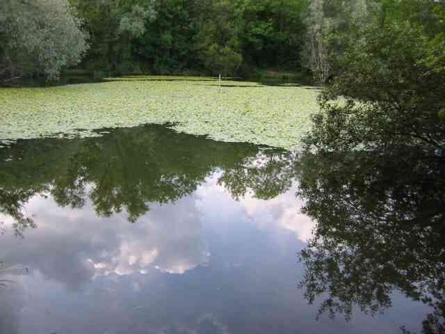 Lake at Broad Colney Lakes. This one is fed from the main lake which is also the course of the River Colne.