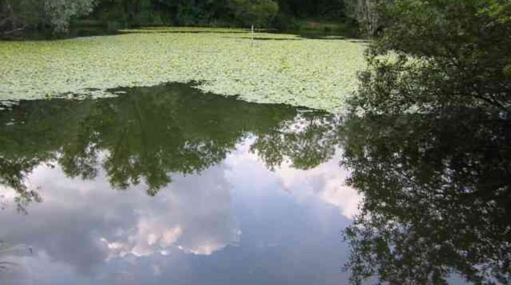 Lake at Broad Colney Lakes. This one is fed from the main lake which is also the course of the River Colne.
