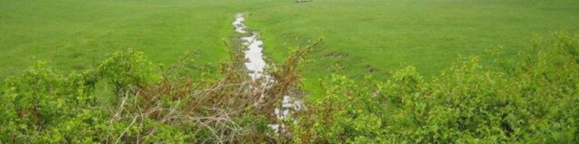 Un campo verde con un estrecho canal de agua y follaje denso en primer plano.