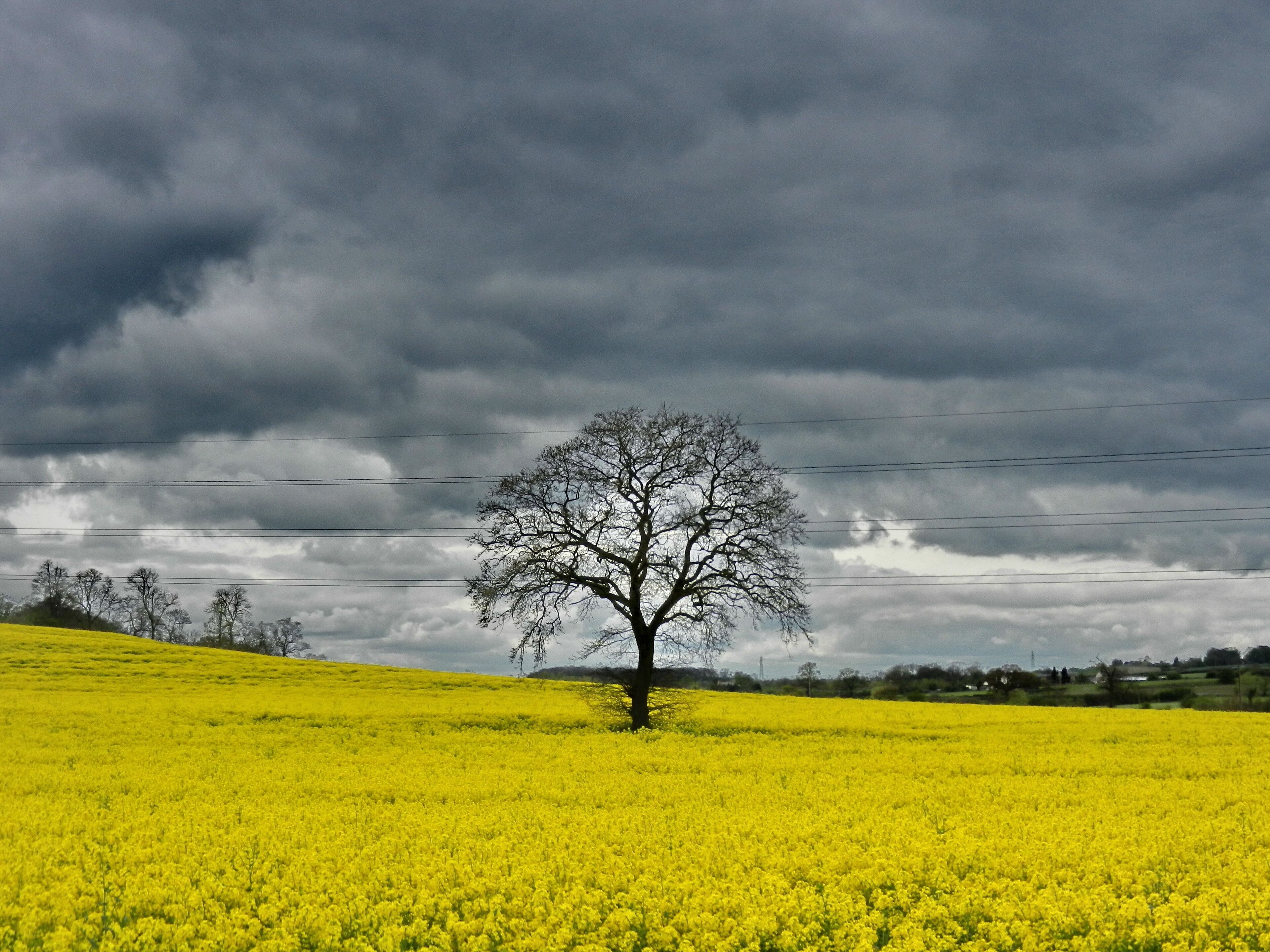 A single tree in a field of yellow flowers under a cloudy sky.