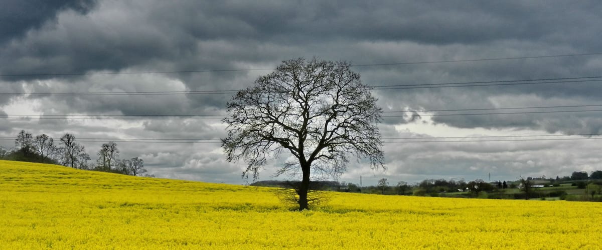 A single tree in a field of yellow flowers under a cloudy sky.