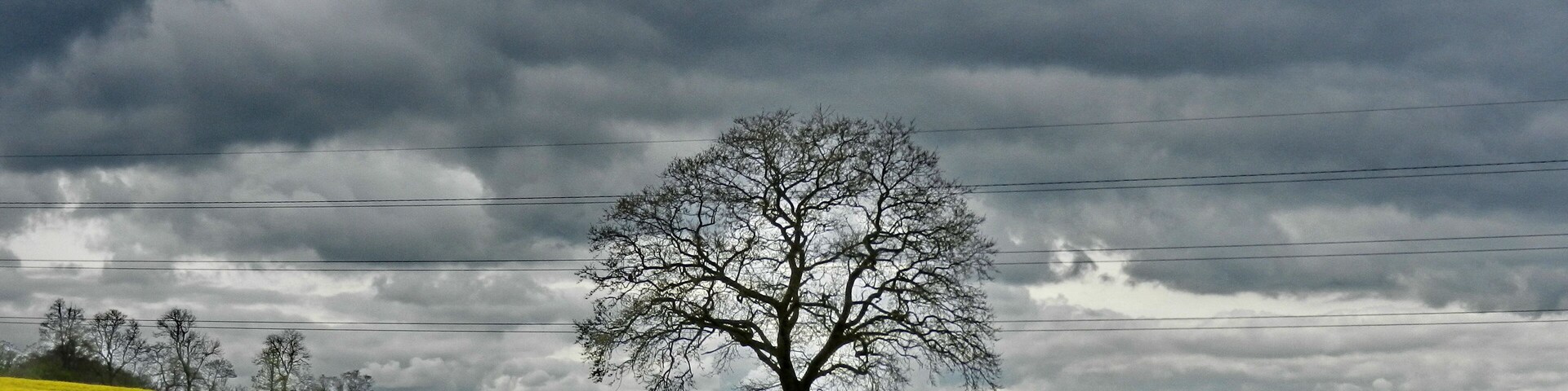 A single tree in a field of yellow flowers under a cloudy sky.