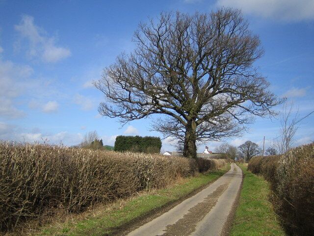 Tree on lane to Trowley Bottom. Viewed looking northwards.