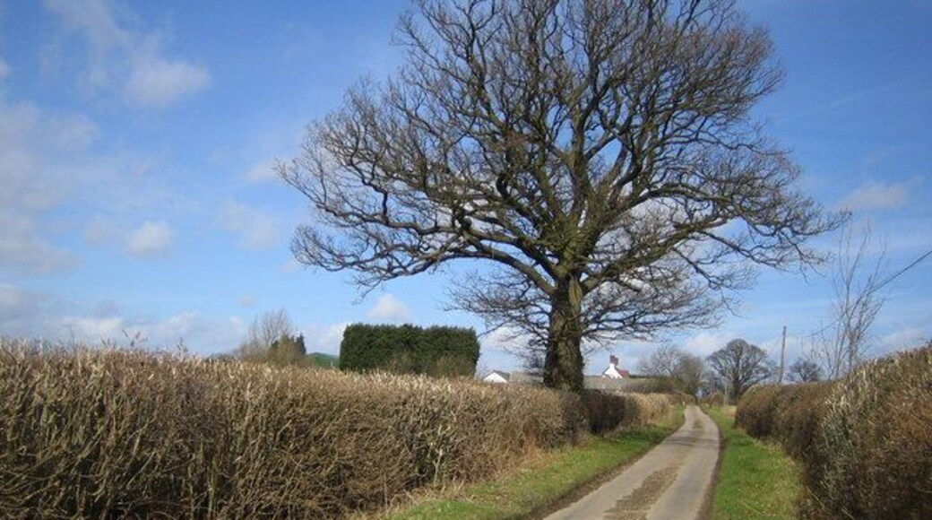 Tree on lane to Trowley Bottom. Viewed looking northwards.
