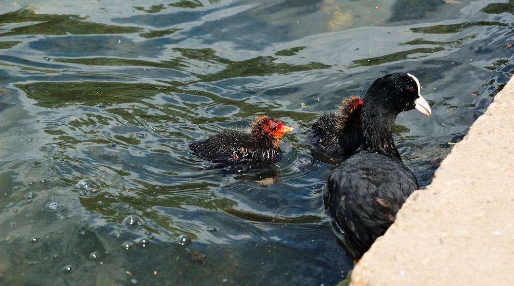 Coot family swimming in Verulamium Park lake.