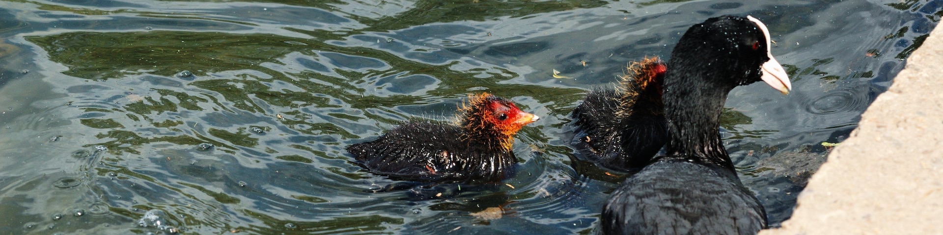 Coot family swimming in Verulamium Park lake.