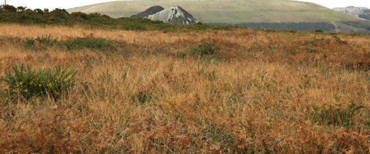 A grassy field with rolling hills and a mountain in the distance.
