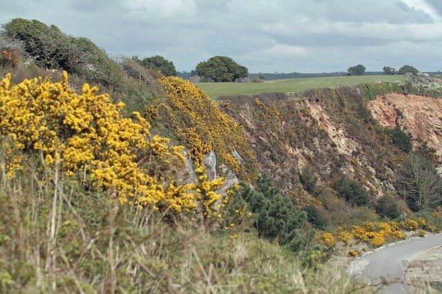 Gorse on the cliff path Looking towards Par from Carlyon Bay. The cliffs are quite steep. The Golf course along the cliff top can be seen in the middle of the picture.Nice on a day like this.