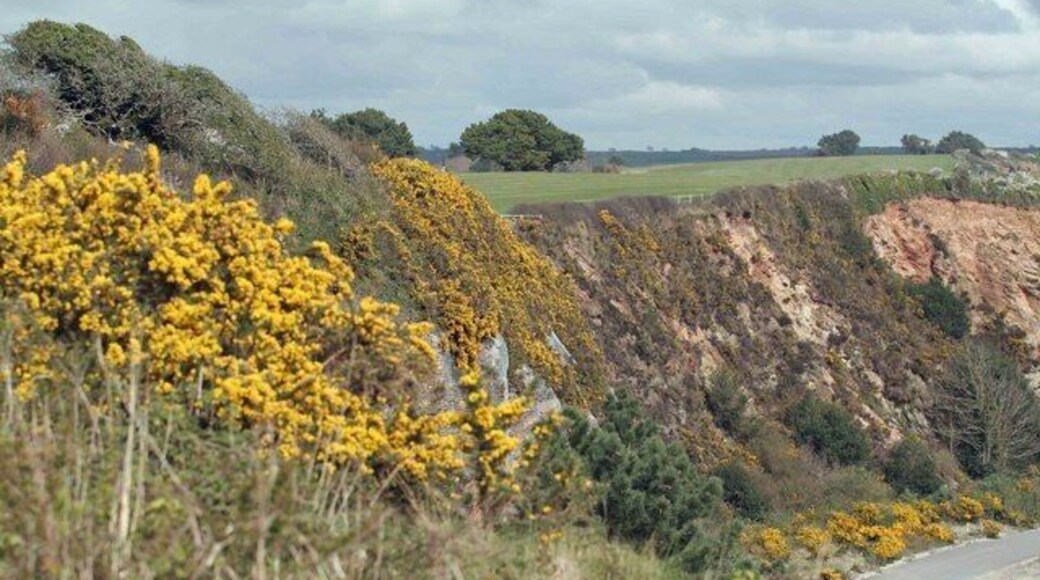 Gorse on the cliff path Looking towards Par from Carlyon Bay. The cliffs are quite steep. The Golf course along the cliff top can be seen in the middle of the picture.Nice on a day like this.