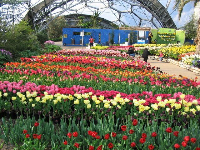 A tulip garden with rows of colorful flowers and a blue building in the background.