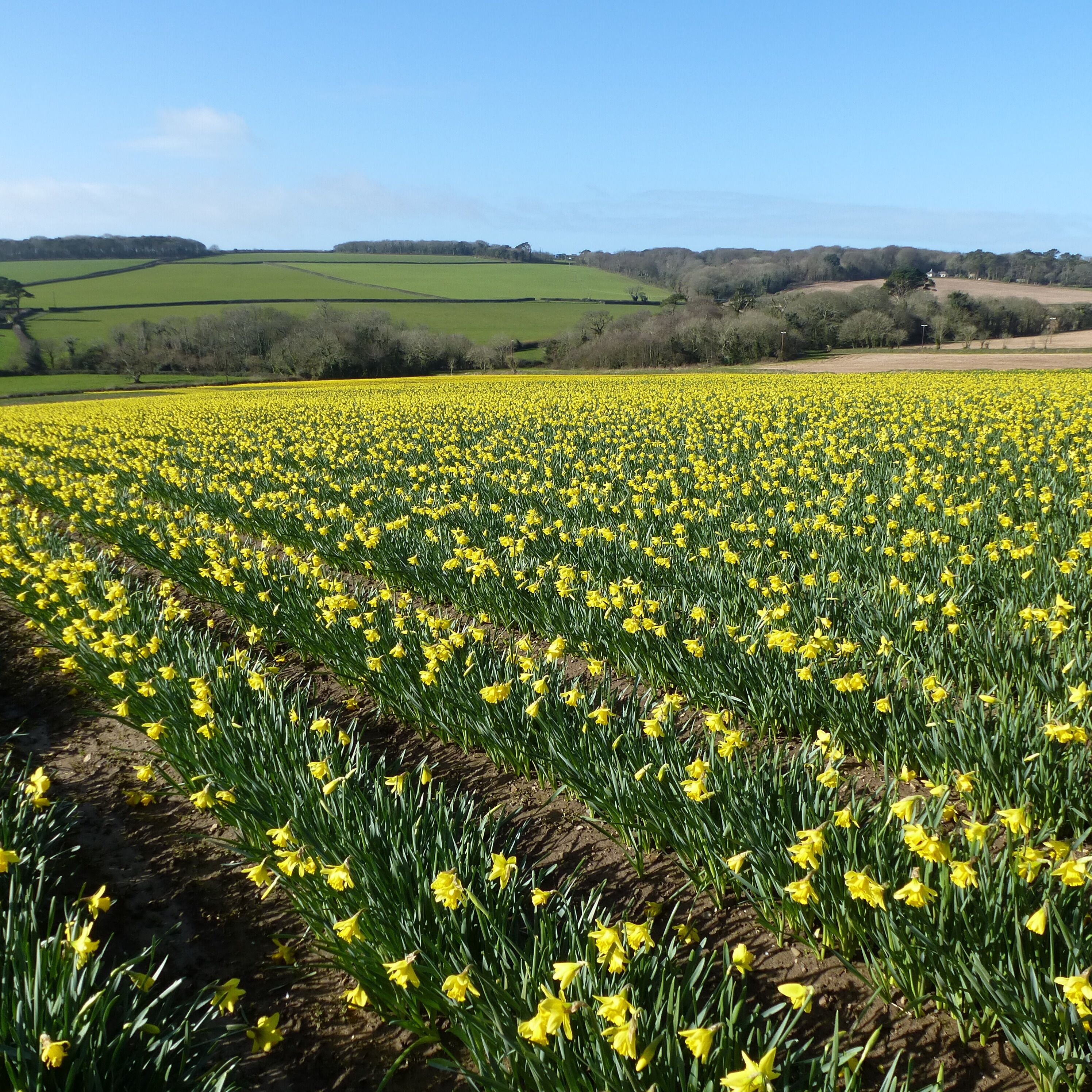 Um vasto campo de narcisos amarelos sob um céu azul límpido.