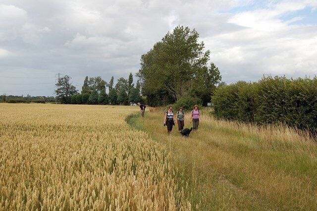 St Peter's Way Footpath near East Hyde The footpath between East and West Hyde passes this field of wheat.