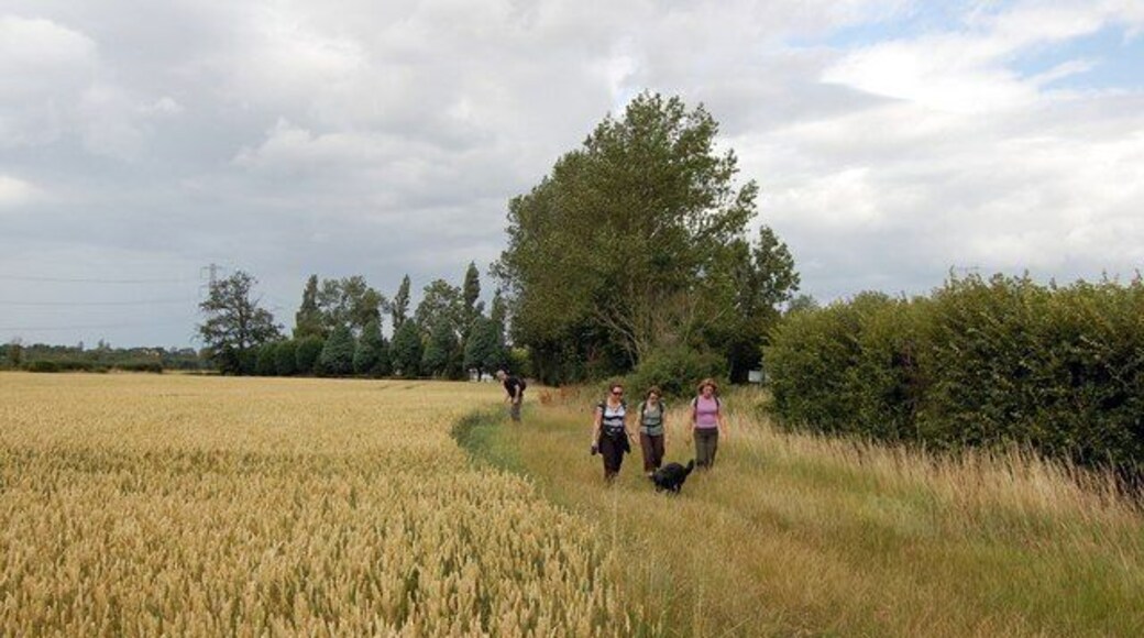 St Peter's Way Footpath near East Hyde The footpath between East and West Hyde passes this field of wheat.