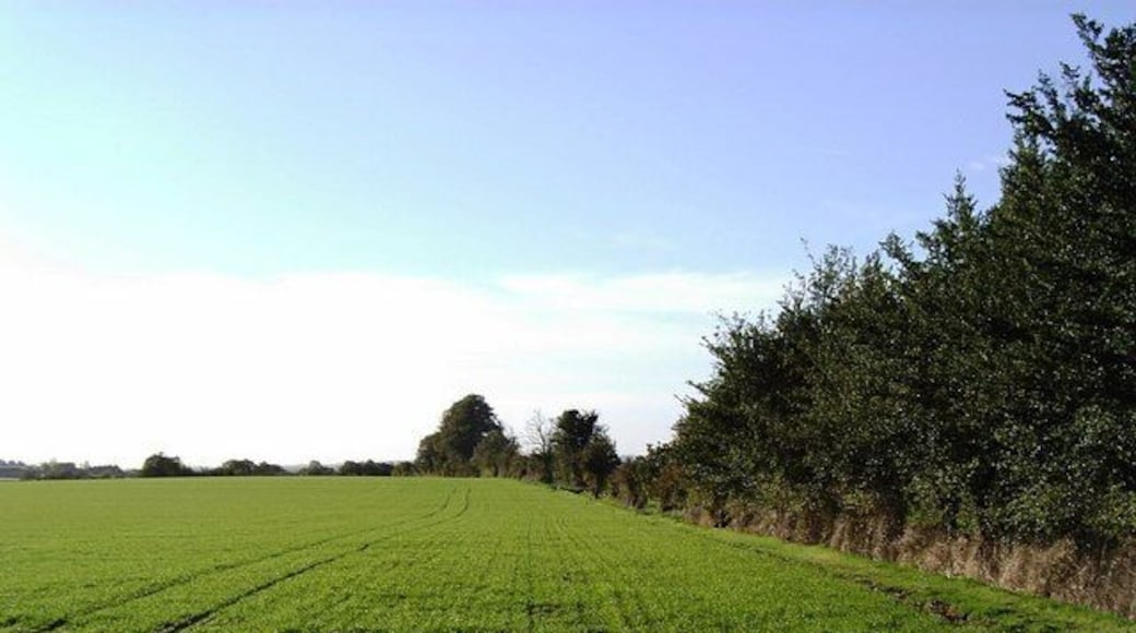St Peter's Way footpath, St Lawrence The footpath is just about apparent beside the trees. Virtually everything in the picture is within the gridsquare most of which looks like this. Taken from Southminster Road looking west.