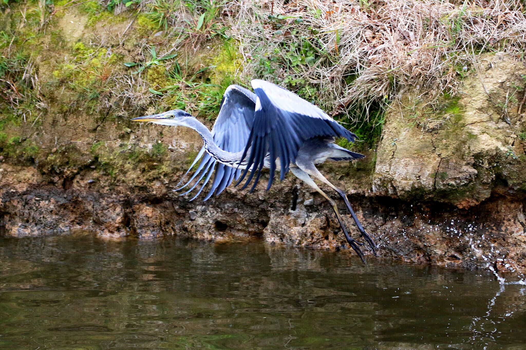 A heron flying over a body of water with a rocky and grassy shoreline.