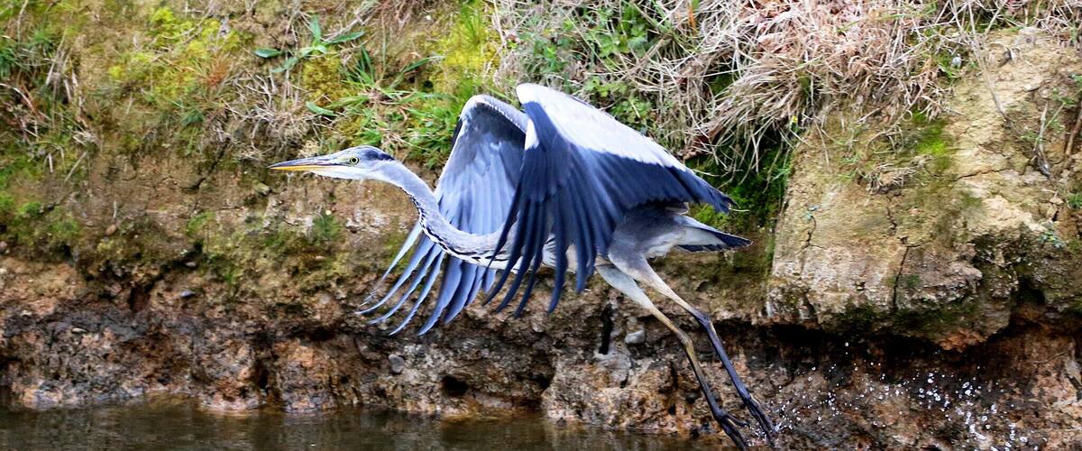 A heron flying over a body of water with a rocky and grassy shoreline.