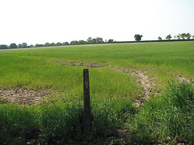 View across cereal field beside the A149