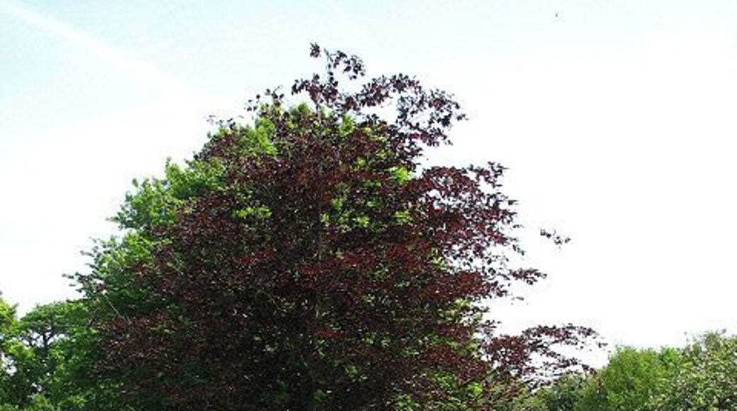 A chapel once stood here. Triangular arrangement of 19th century headstones, standing back to back; the building obscured by the tree growing in the centre is > 798399.
