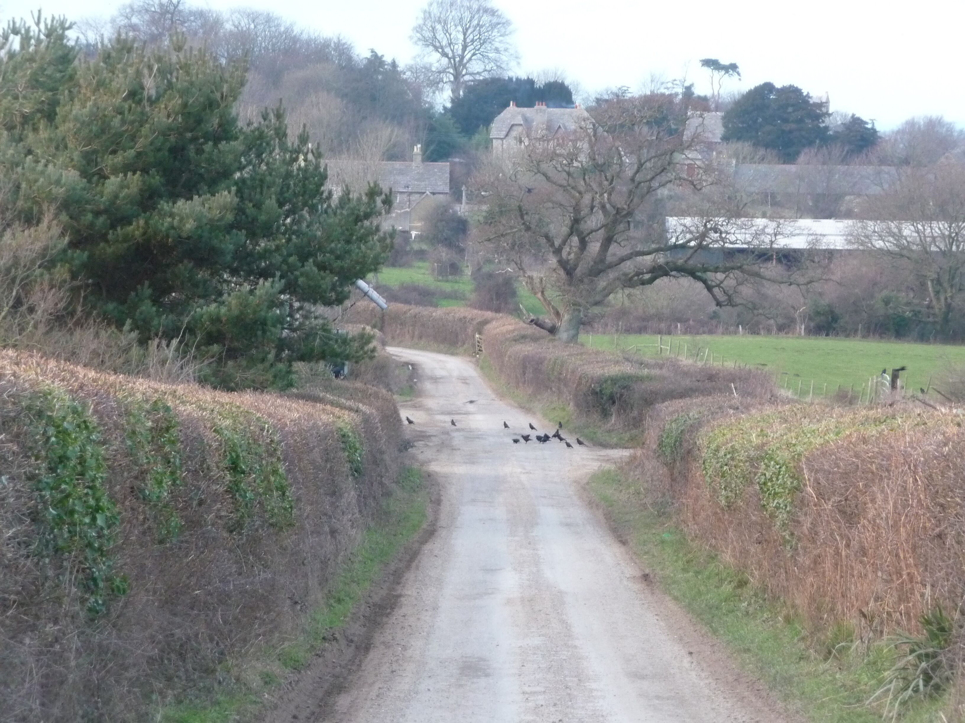 Studland : Country Road A road with blackbirds heading from Glebeland Estate towards a farm, and the village.
