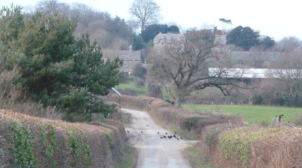 Studland : Country Road A road with blackbirds heading from Glebeland Estate towards a farm, and the village.