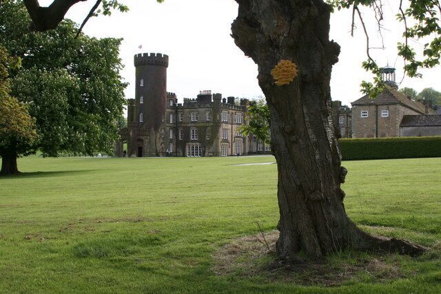 Yellow Fungus Tree on the Swinton Park estate with several bright yellow fungi on the trunk.