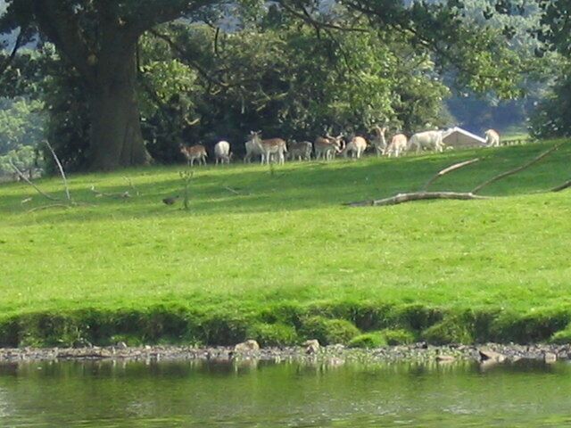 Swinton Park's deer residents