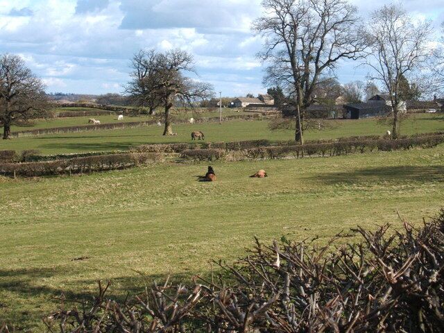 Horses at High Swinton