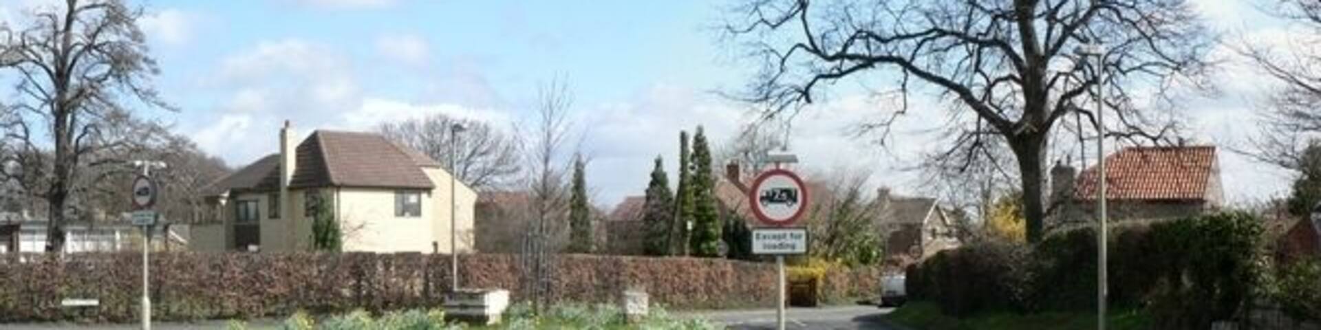 Junction of the A162 (left, front) with Main Street (right, behind), Barkston Ash. The island was covered in daffodils, but a strong wind behind the camera, the blooms are mostly hidden.