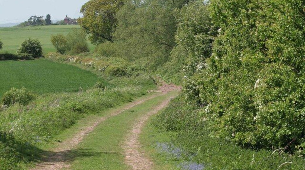Country track Flowers and may blossom along this country track