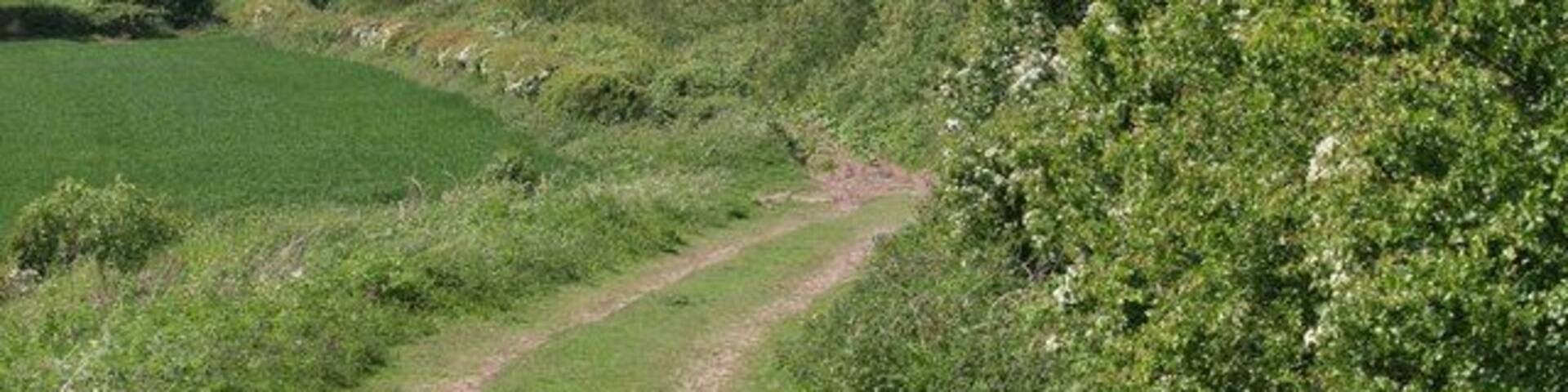 Country track Flowers and may blossom along this country track