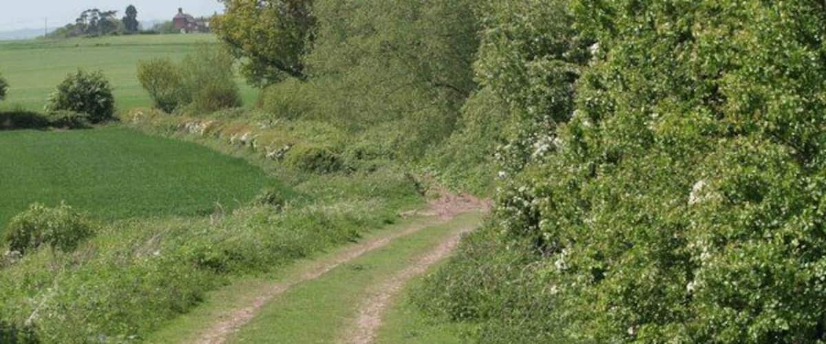 A rural dirt path surrounded by lush greenery and fields.