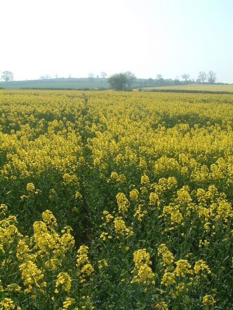 Un campo de flores amarillas, presumiblemente colza, con cielo despejado y árboles a lo lejos.