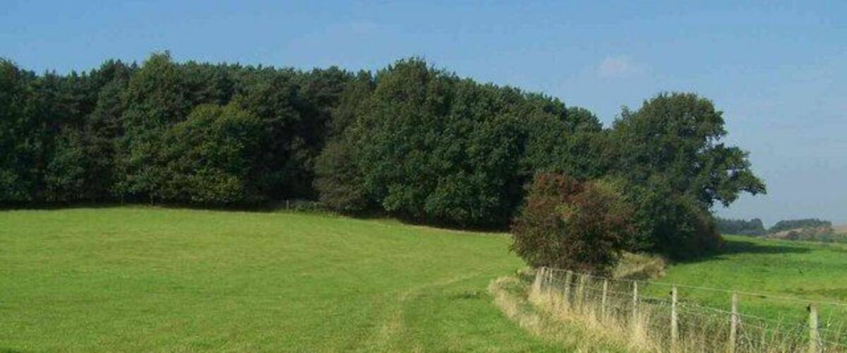 A grassy field with a fence and trees in the background.