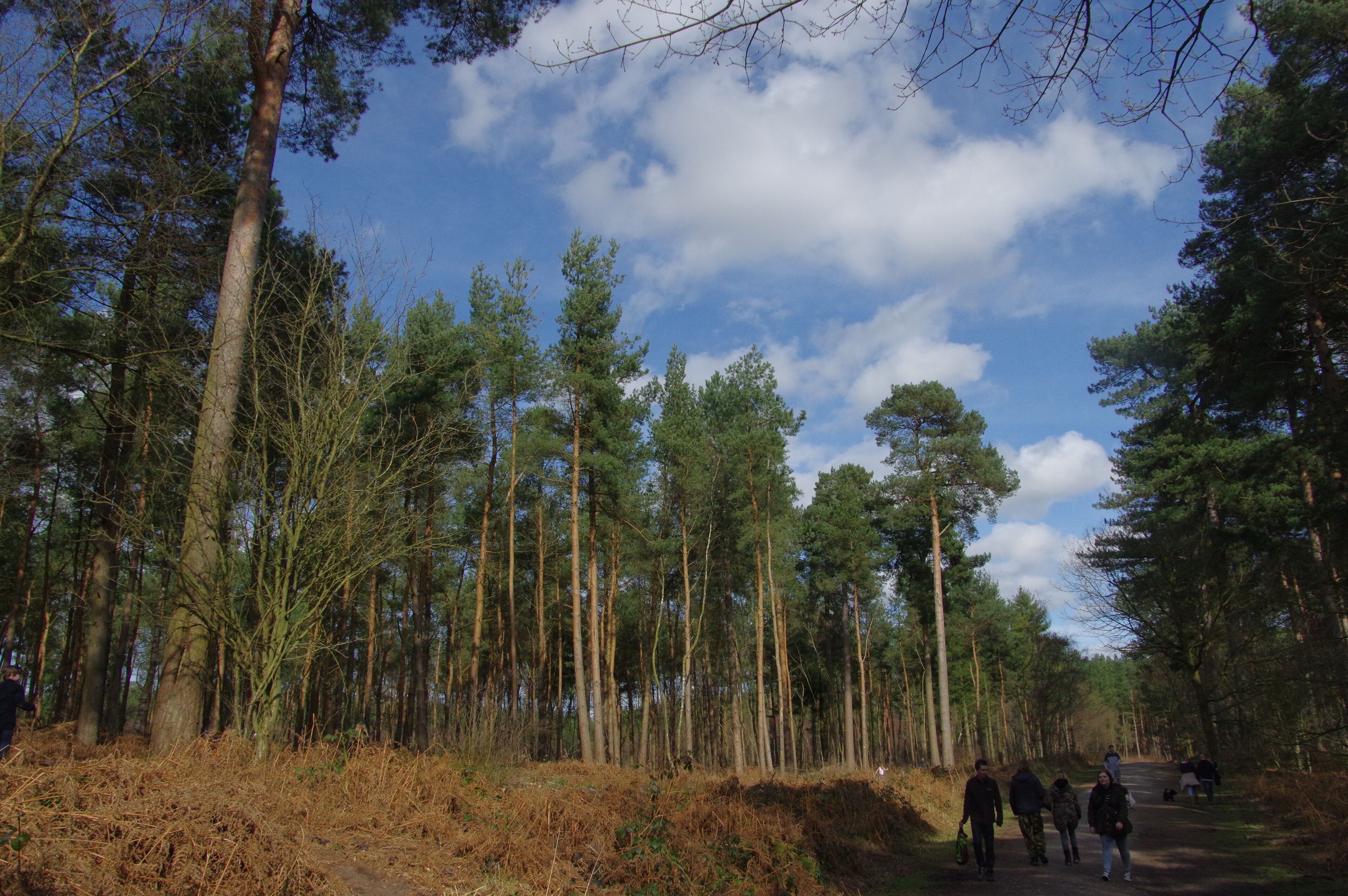 25.3.16 Delamere Forest