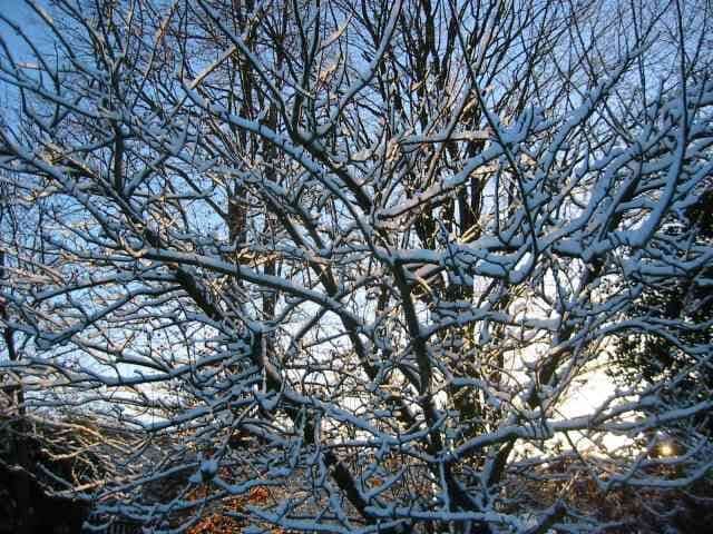 Morning sun on snow at Kelsall