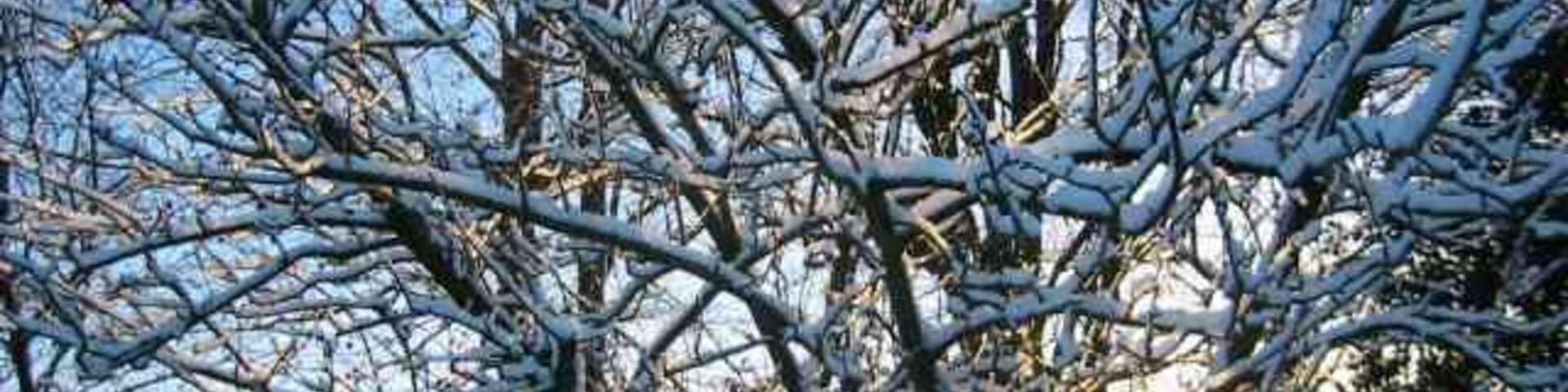 Uma árvore coberta de neve com galhos secos contra um céu limpo.