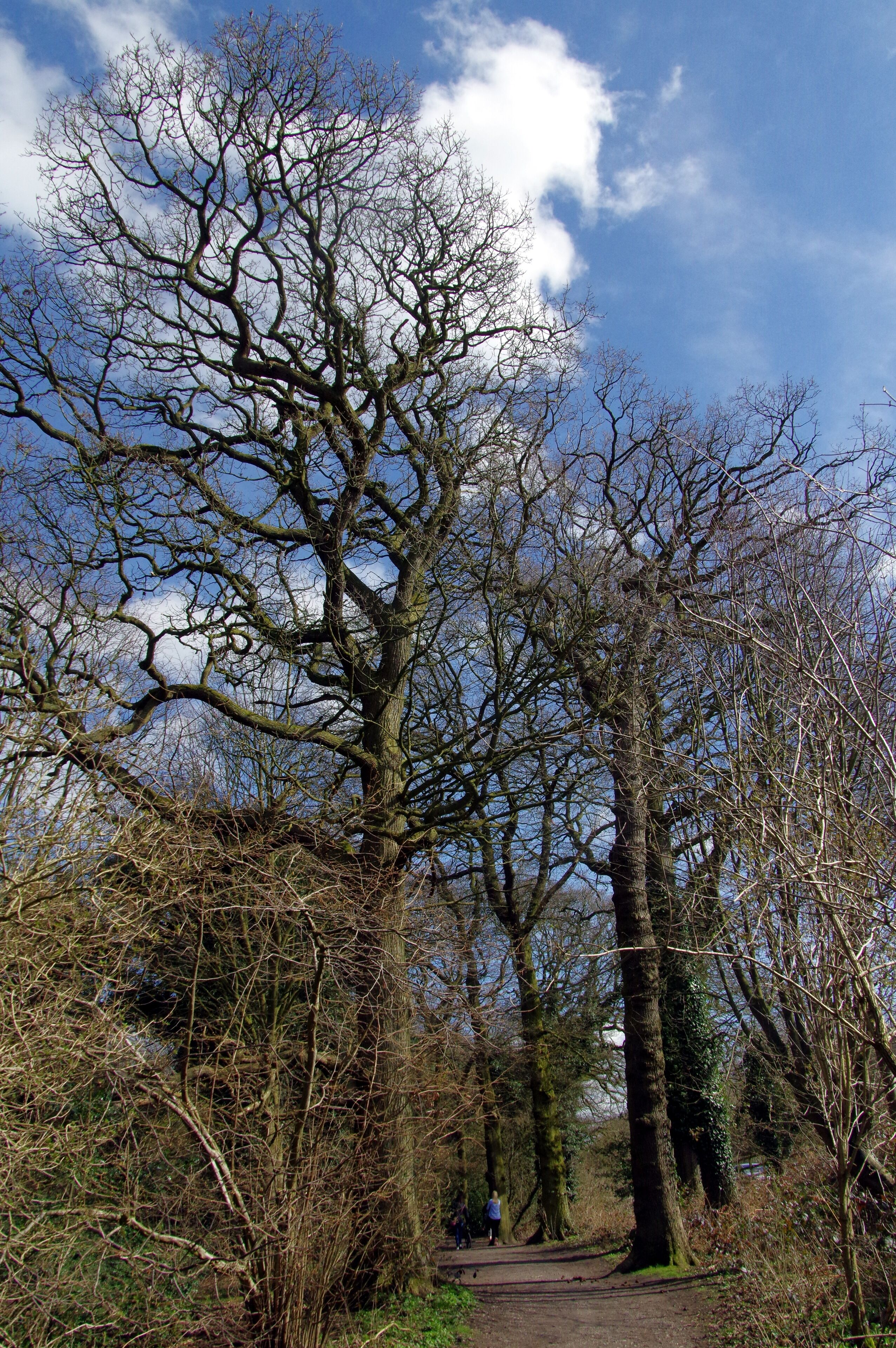 25.3.16 Delamere Forest