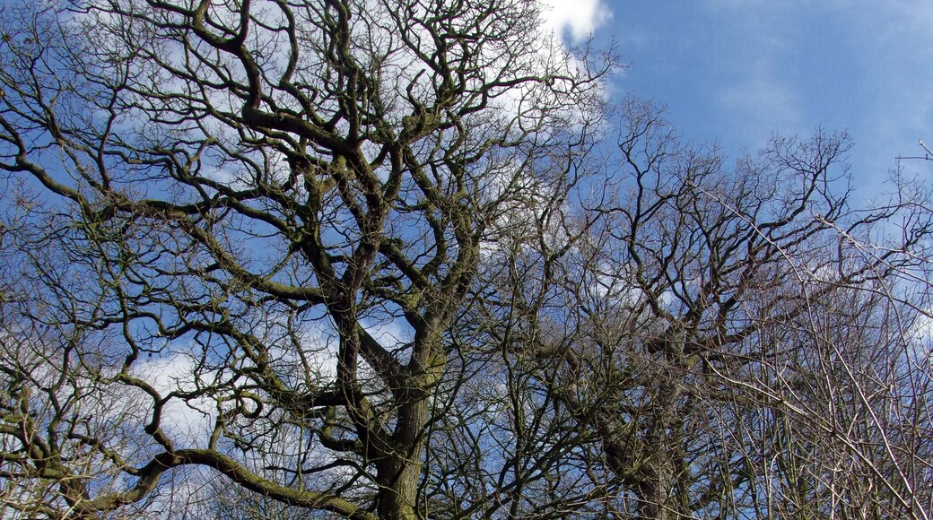 25.3.16 Delamere Forest