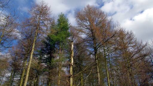 25.3.16 Delamere Forest