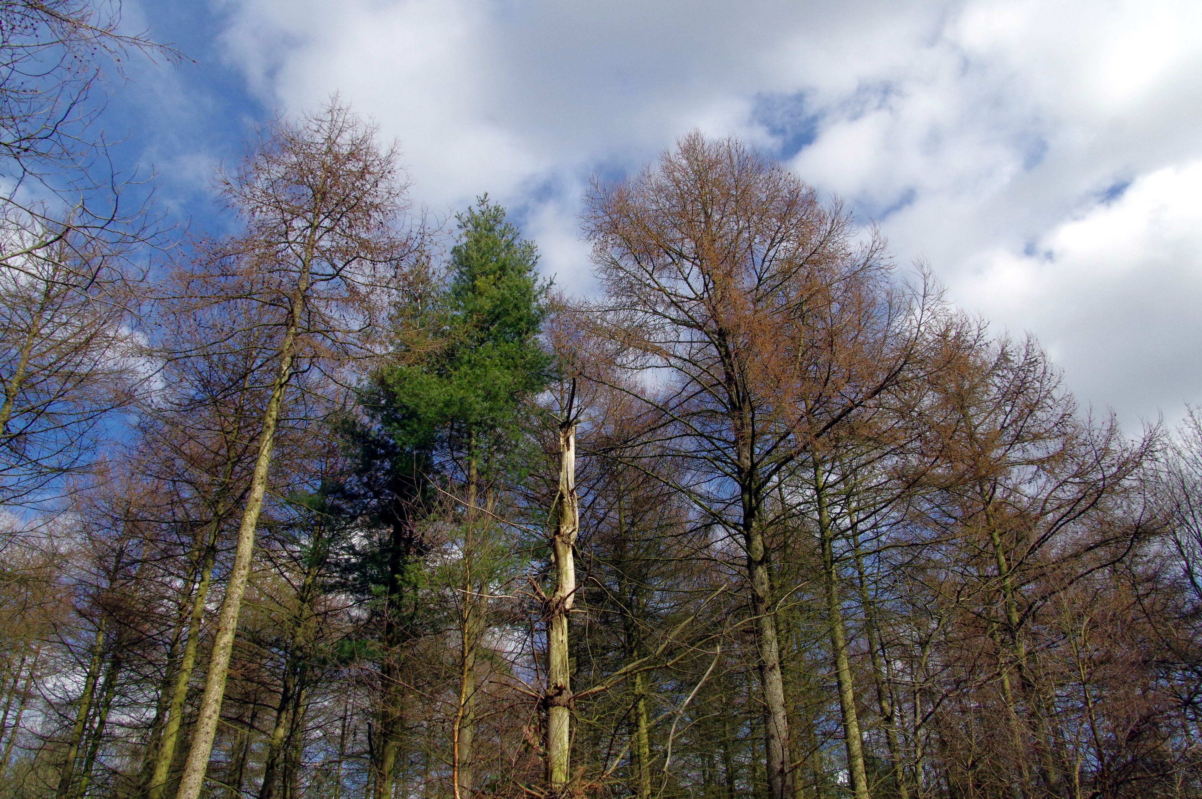 A forest with tall trees and a clear sky.