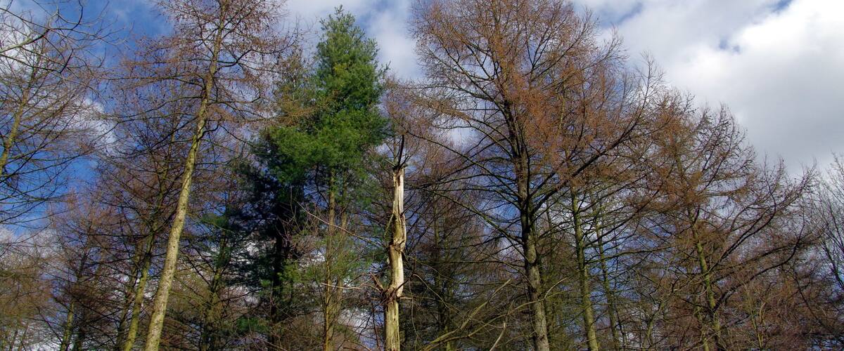 A forest with tall trees and a clear sky.