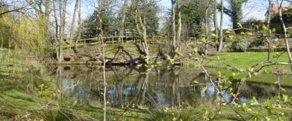A pond surrounded by trees and a grassy area.