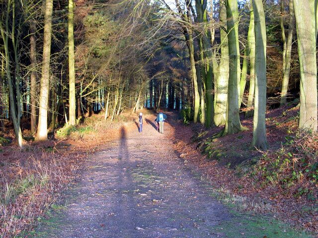 A forest path with tall trees and a person walking.