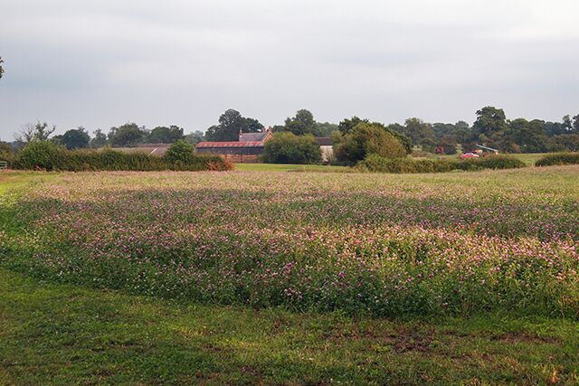 Woodworth Green Farm. Woodworth Green Farm, Birds Lane near Bunbury Cheshire, Traditional Field of Clover .