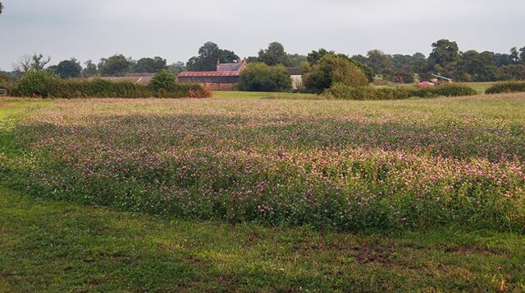 Woodworth Green Farm. Woodworth Green Farm, Birds Lane near Bunbury Cheshire, Traditional Field of Clover .