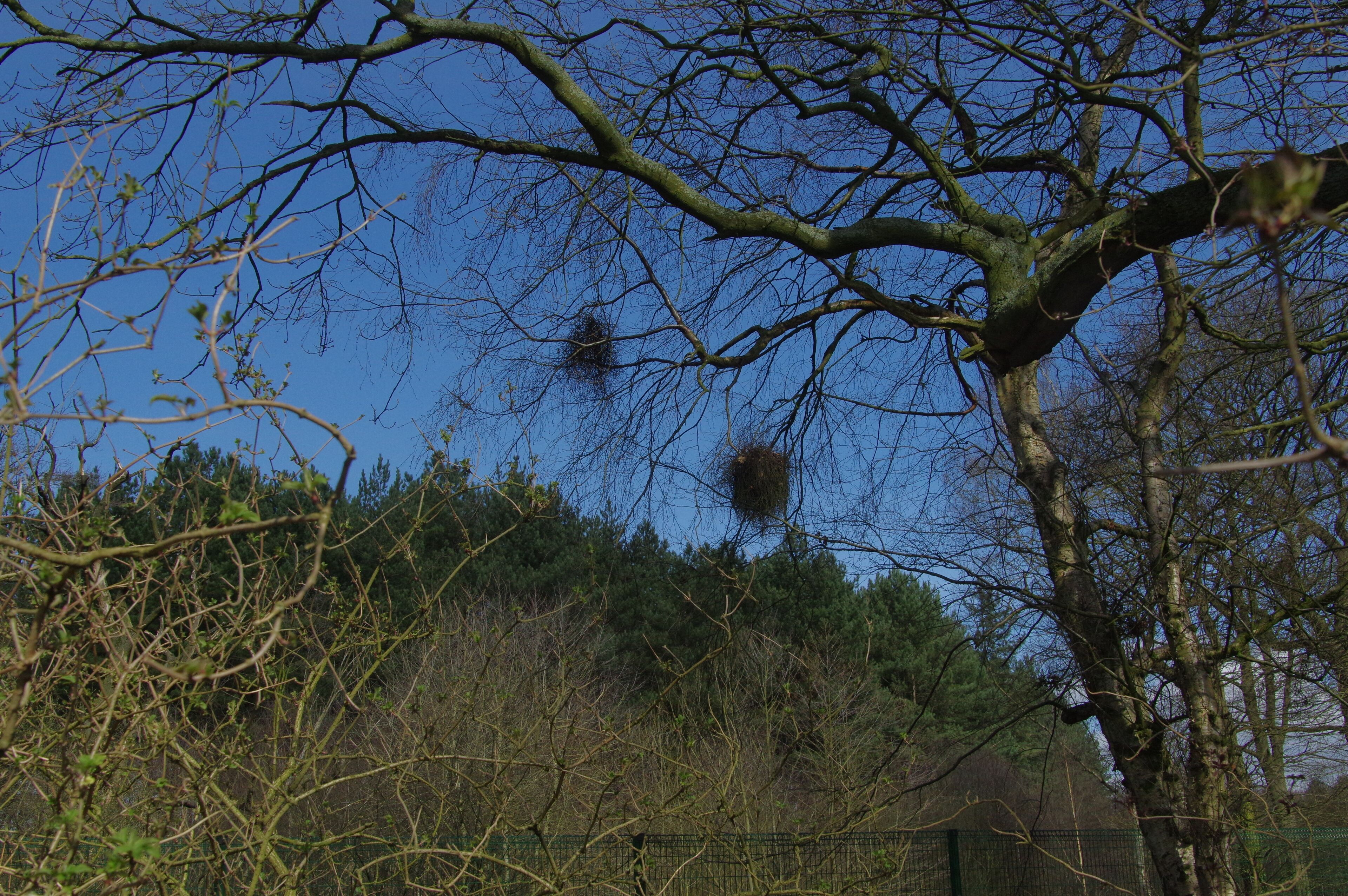 25.3.16 Delamere Forest