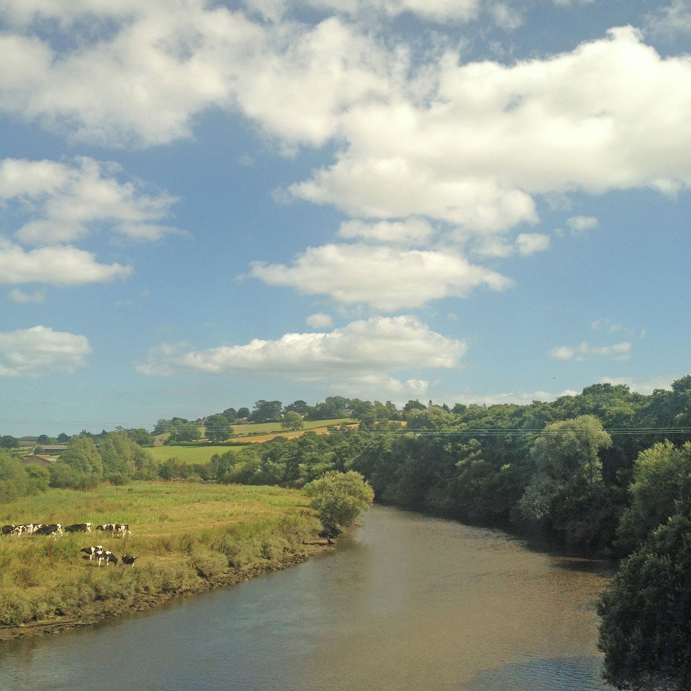 A river flowing through a green landscape with trees and cows grazing.