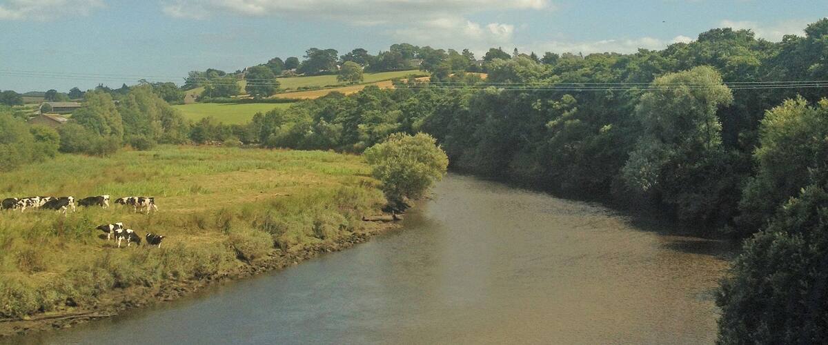A river flowing through a green landscape with trees and cows grazing.