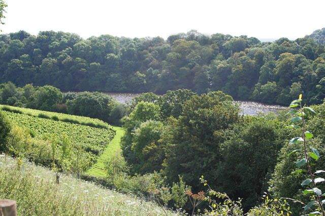 Sharpham Vineyard Looking towards Sharpham Reach on the River Dart from the track below Sharpham House. The vines are grown on 9 acres of south facing slopes on a tight bend in the river. Because of the steeply rising ground beyond there is a sheltered micro climate giving good growing conditions. The vines in this picture are Dornfelder and Pinot Noir for the rosé and red wines. The trees on the opposite side of the river are in SX8357.